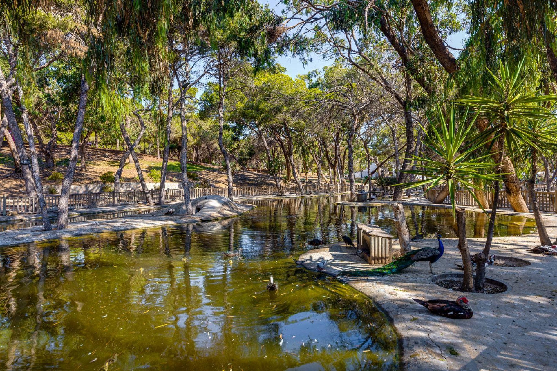 Återförsäljning - Apartment -
Guardamar del Segura - Costa Blanca