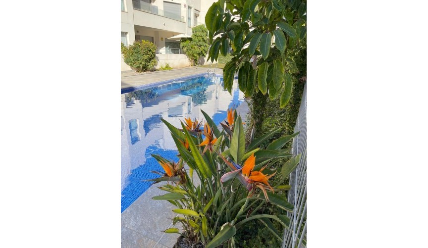 Återförsäljning - Bungalow -
Torrevieja - Costa Blanca