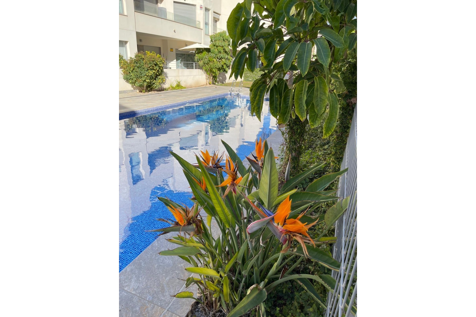 Återförsäljning - Bungalow -
Torrevieja - Costa Blanca