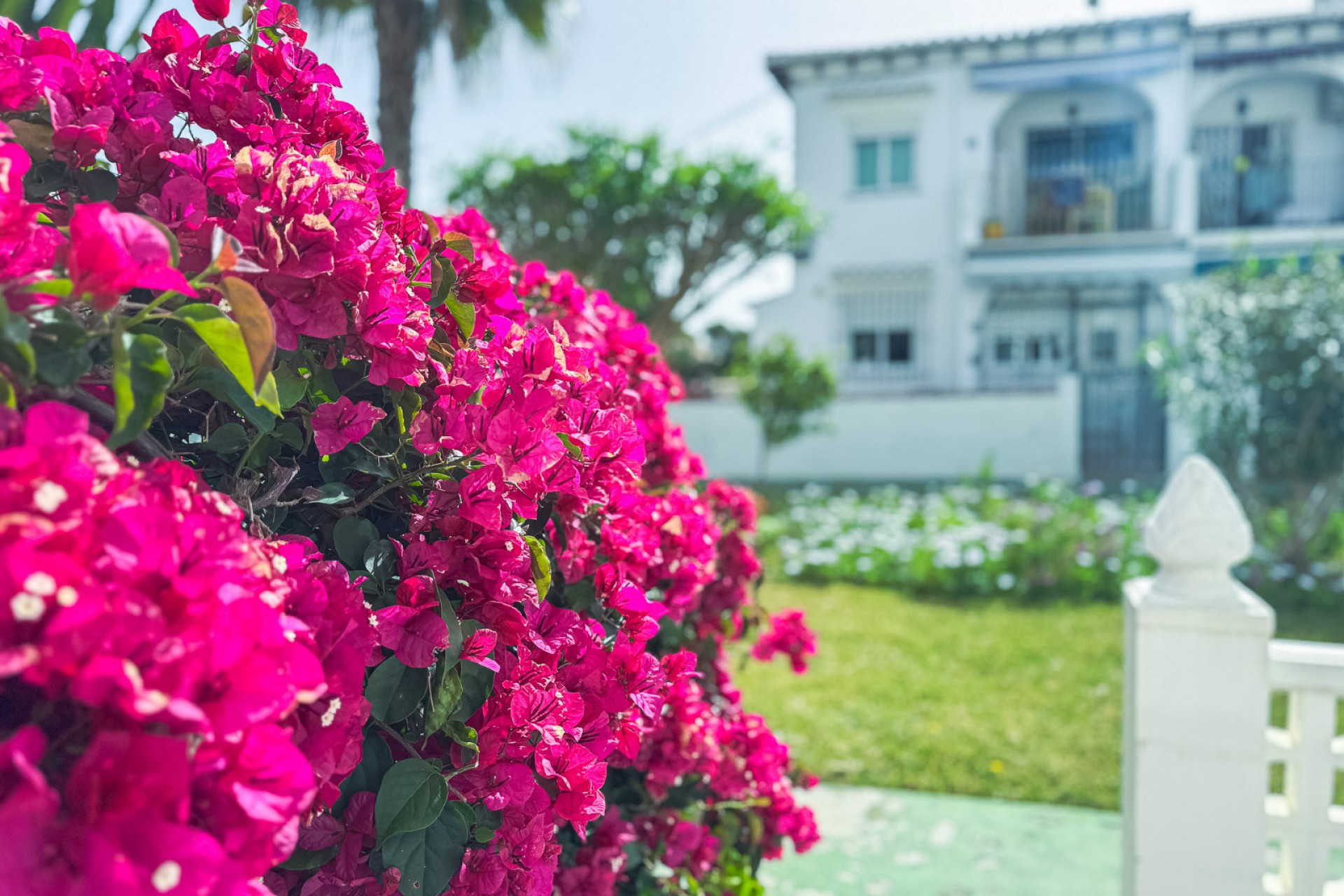 Återförsäljning - Bungalow -
Torrevieja - Costa Blanca