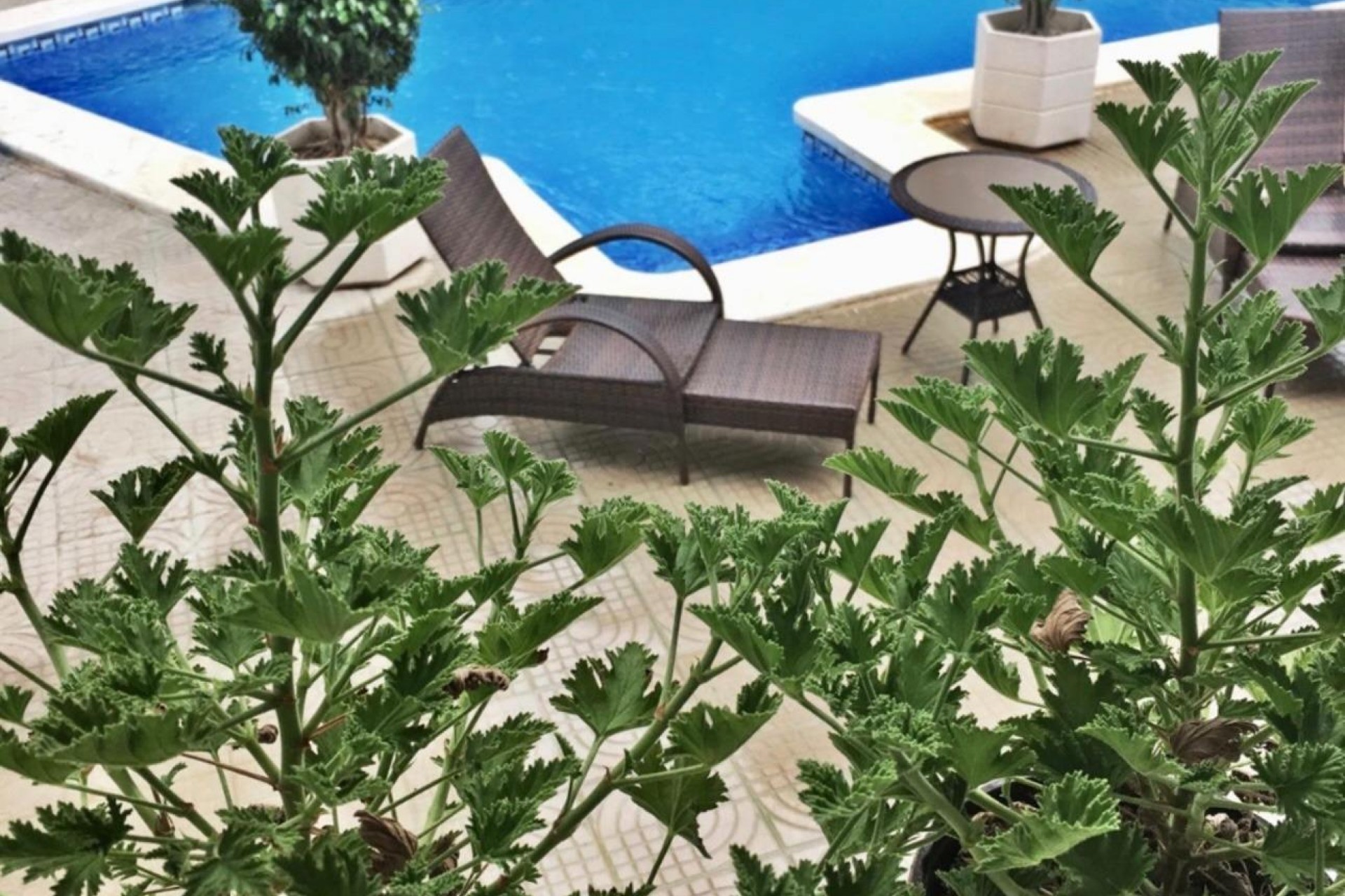 Återförsäljning - Villa -
Ciudad Quesada - Ciudad Quesada - Doña Pepa