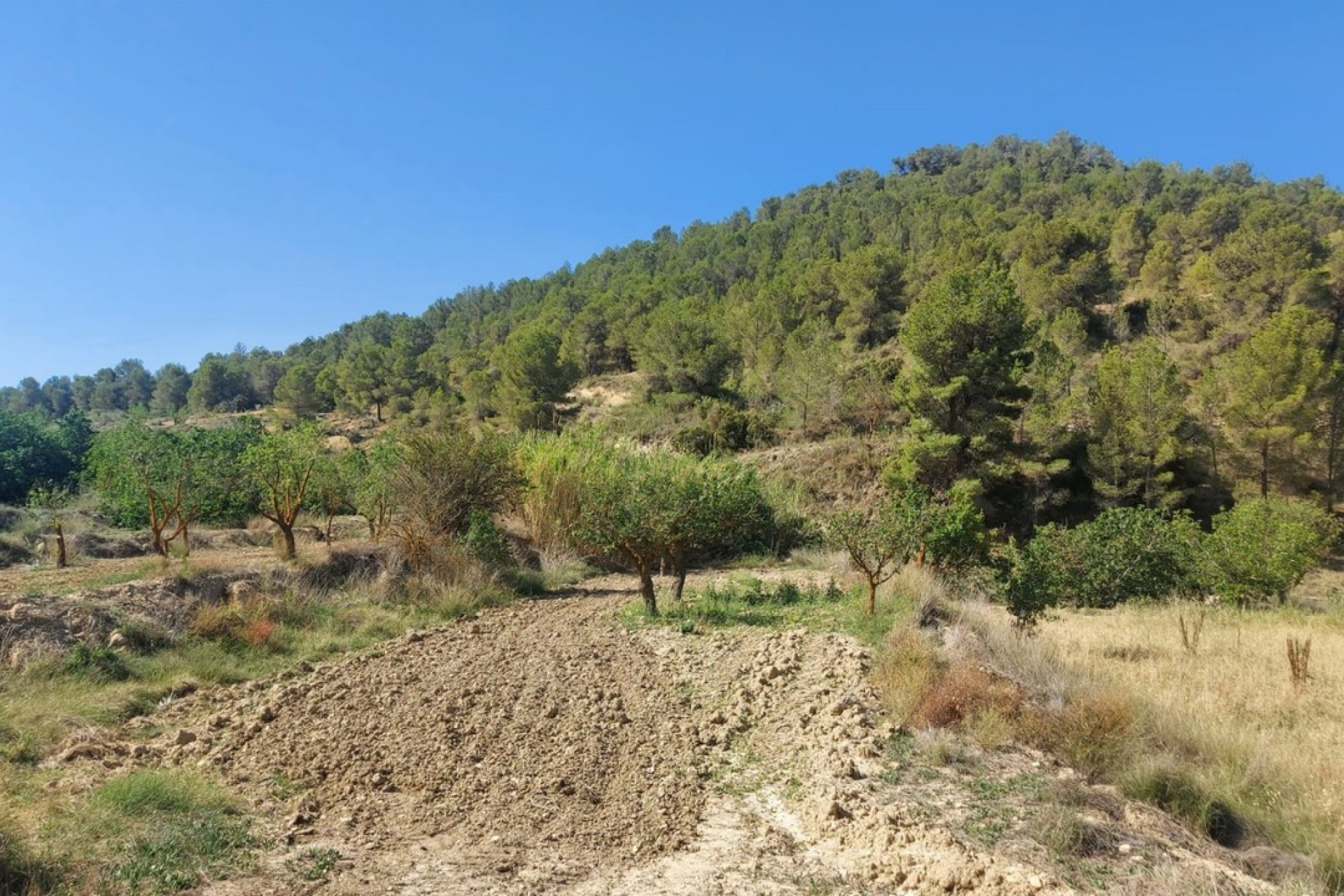 Återförsäljning - Villa -
Jumilla - Inland