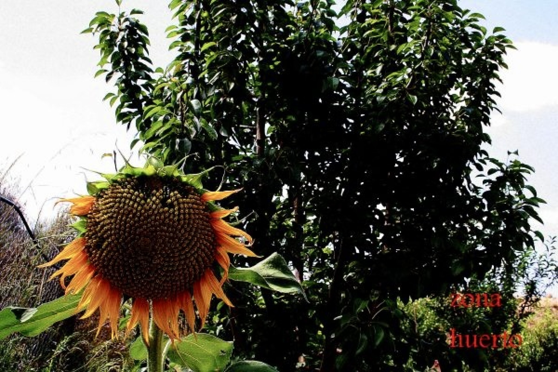 Återförsäljning - Villa -
Murcia - Inland