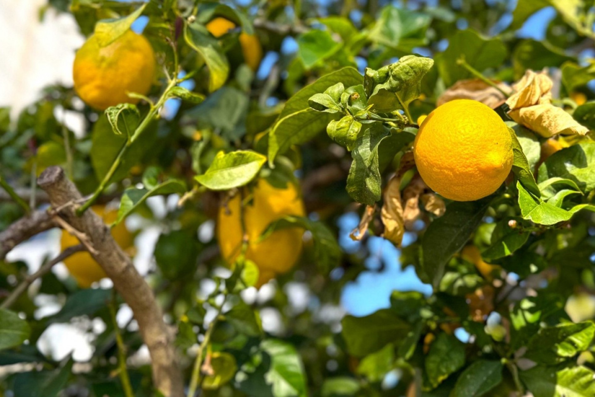 Återförsäljning - Villa -
Orihuela Costa - Costa Blanca