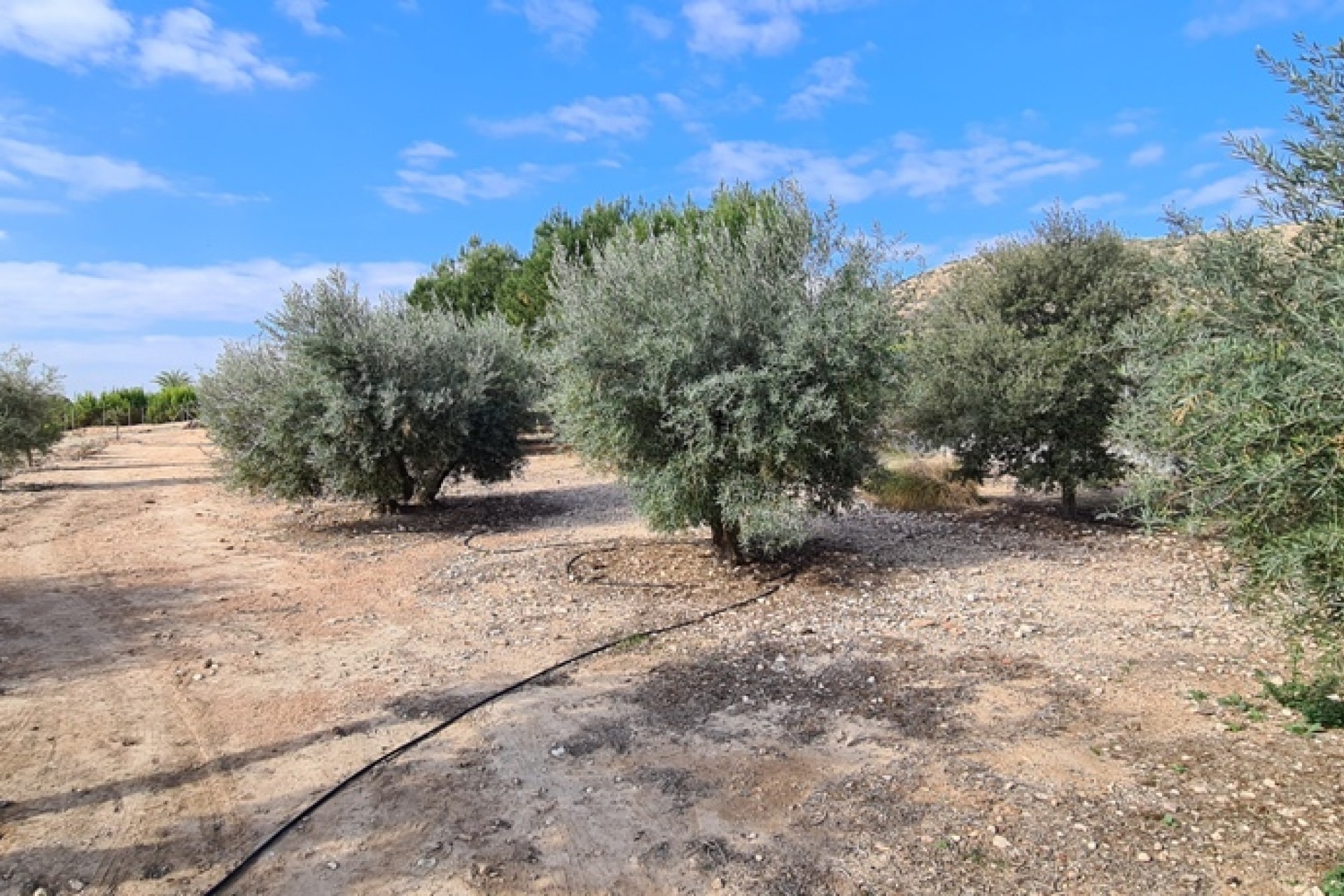 Återförsäljning - Villa -
Orihuela - Inland