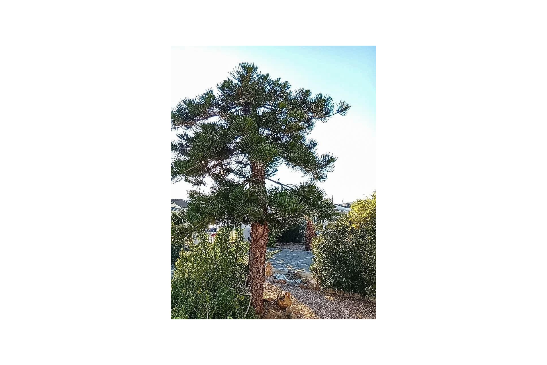 Återförsäljning - Villa -
Torrevieja - La Siesta