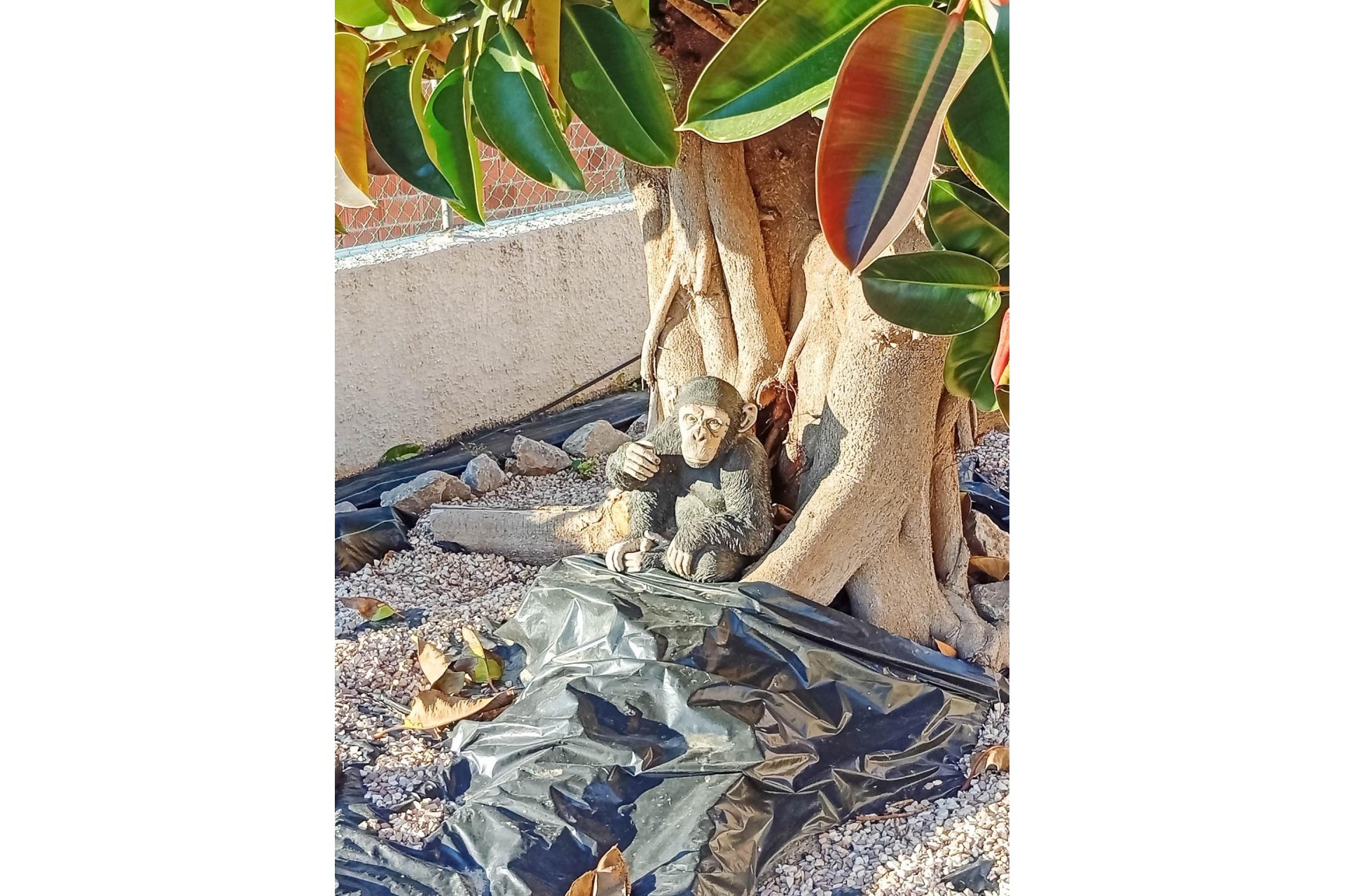 Återförsäljning - Villa -
Torrevieja - La Siesta