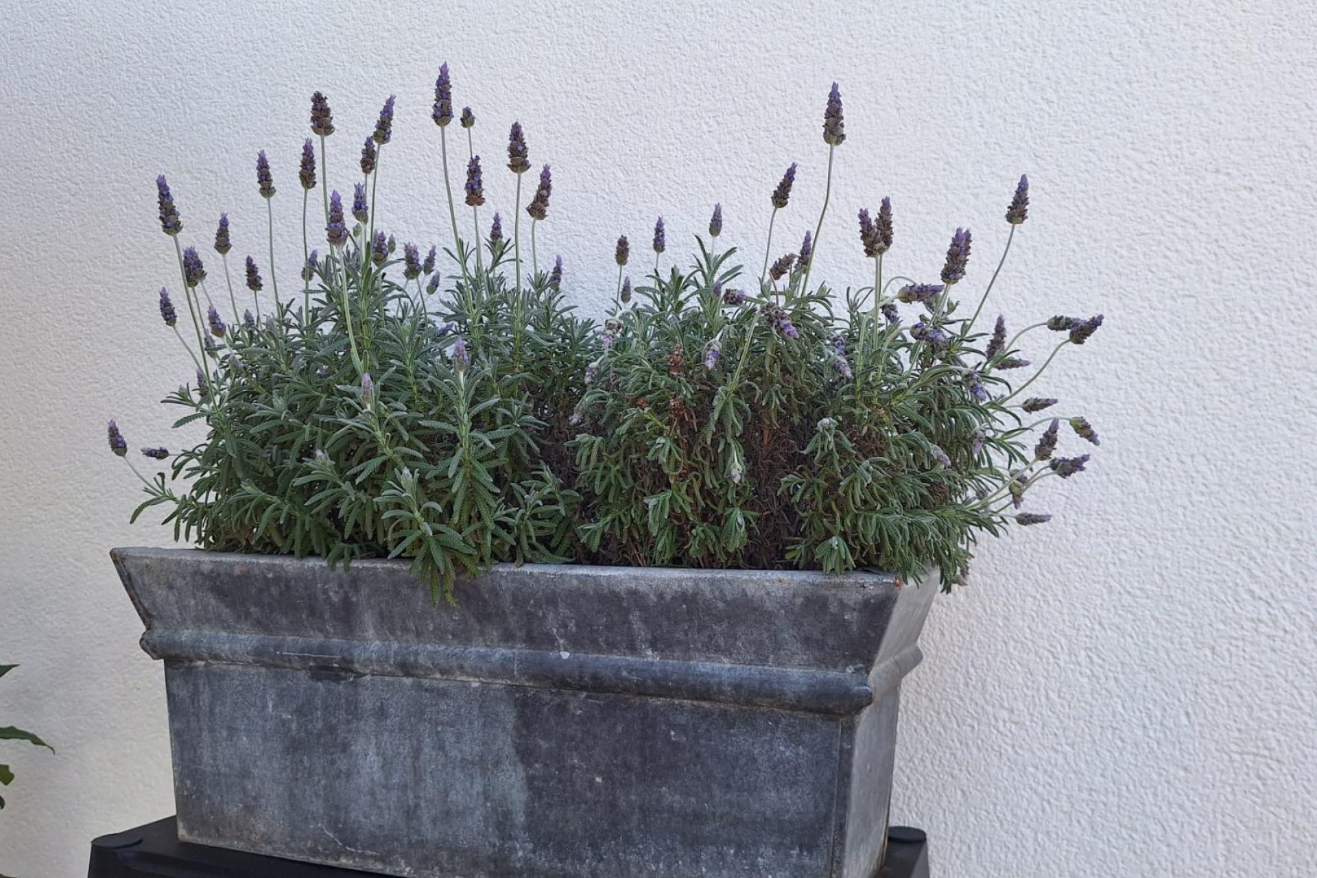 Återförsäljning - Villa -
Torrevieja - Los Balcones - Los Altos del Edén