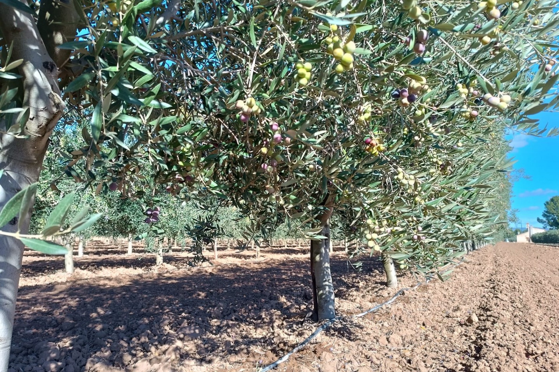 Återförsäljning - Villa -
Yecla - Inland