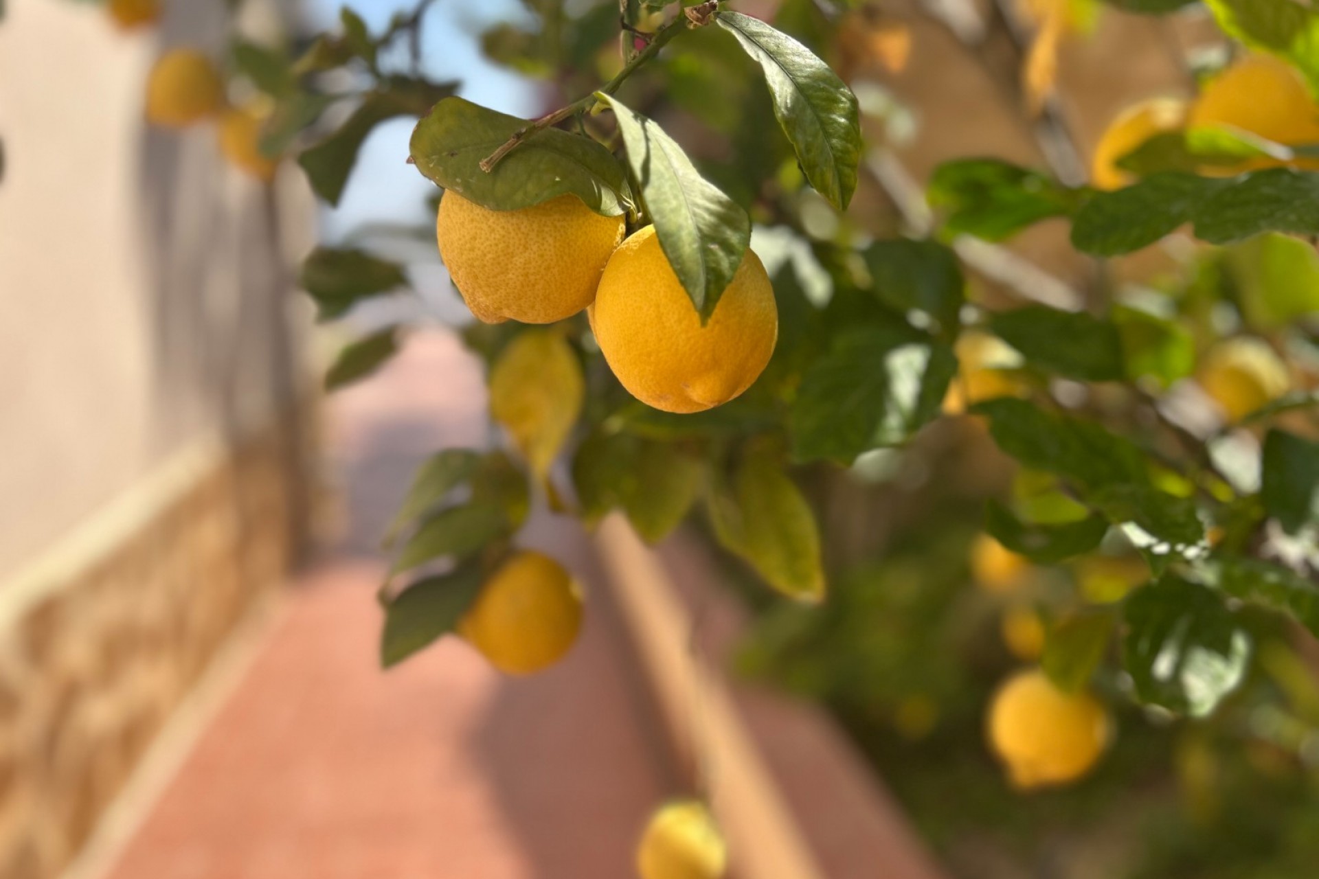 Brukt - Villa -
Algorfa - Inland