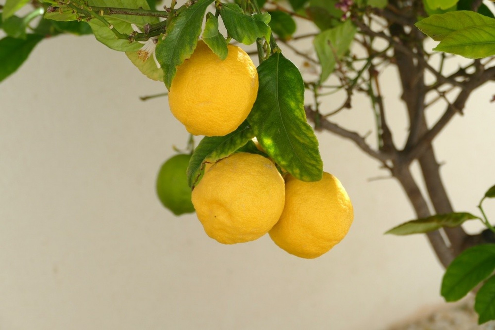 Brukt - Villa -
Benijofar - Costa Blanca