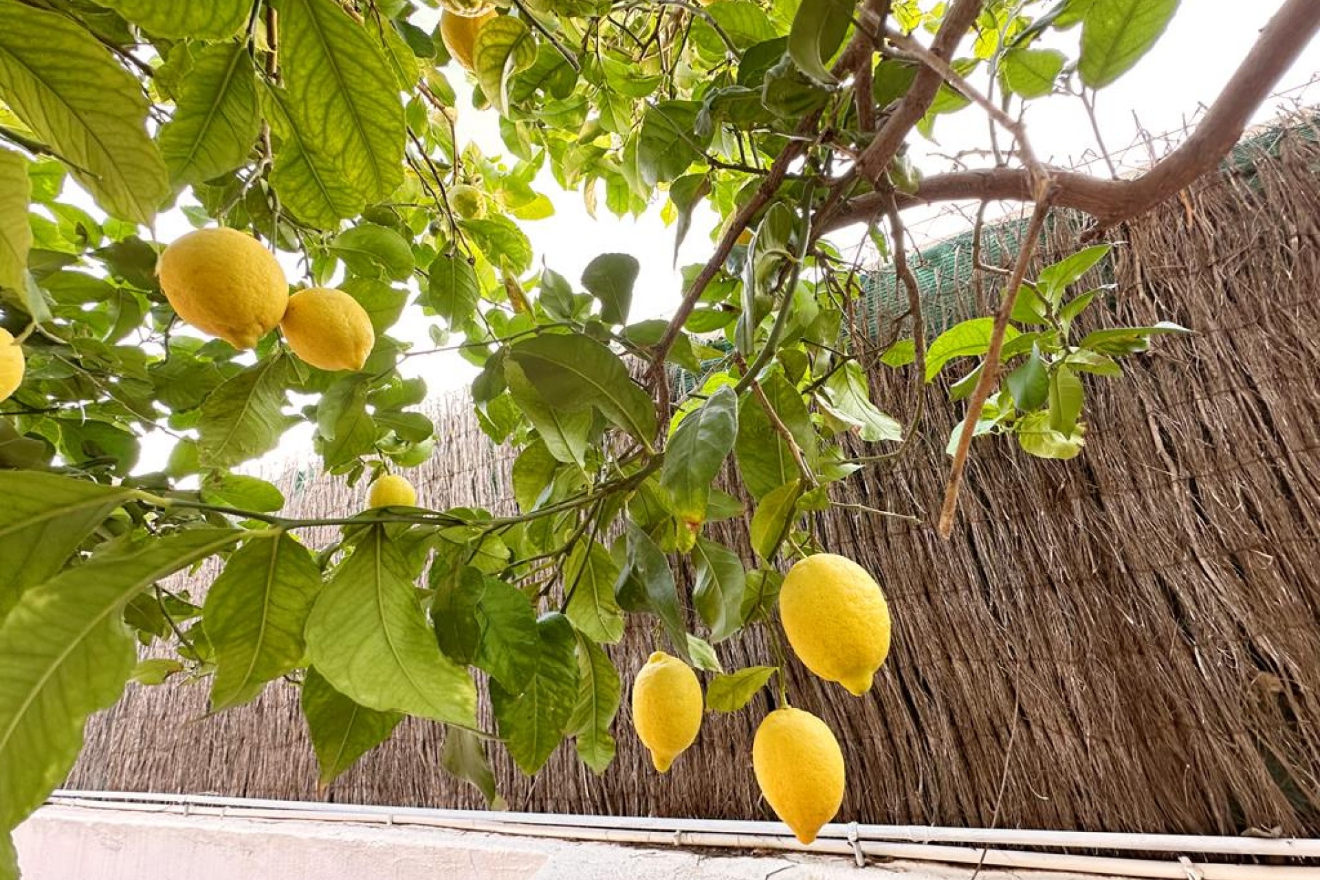 Brukt - Villa -
Lo Santiago - Inland