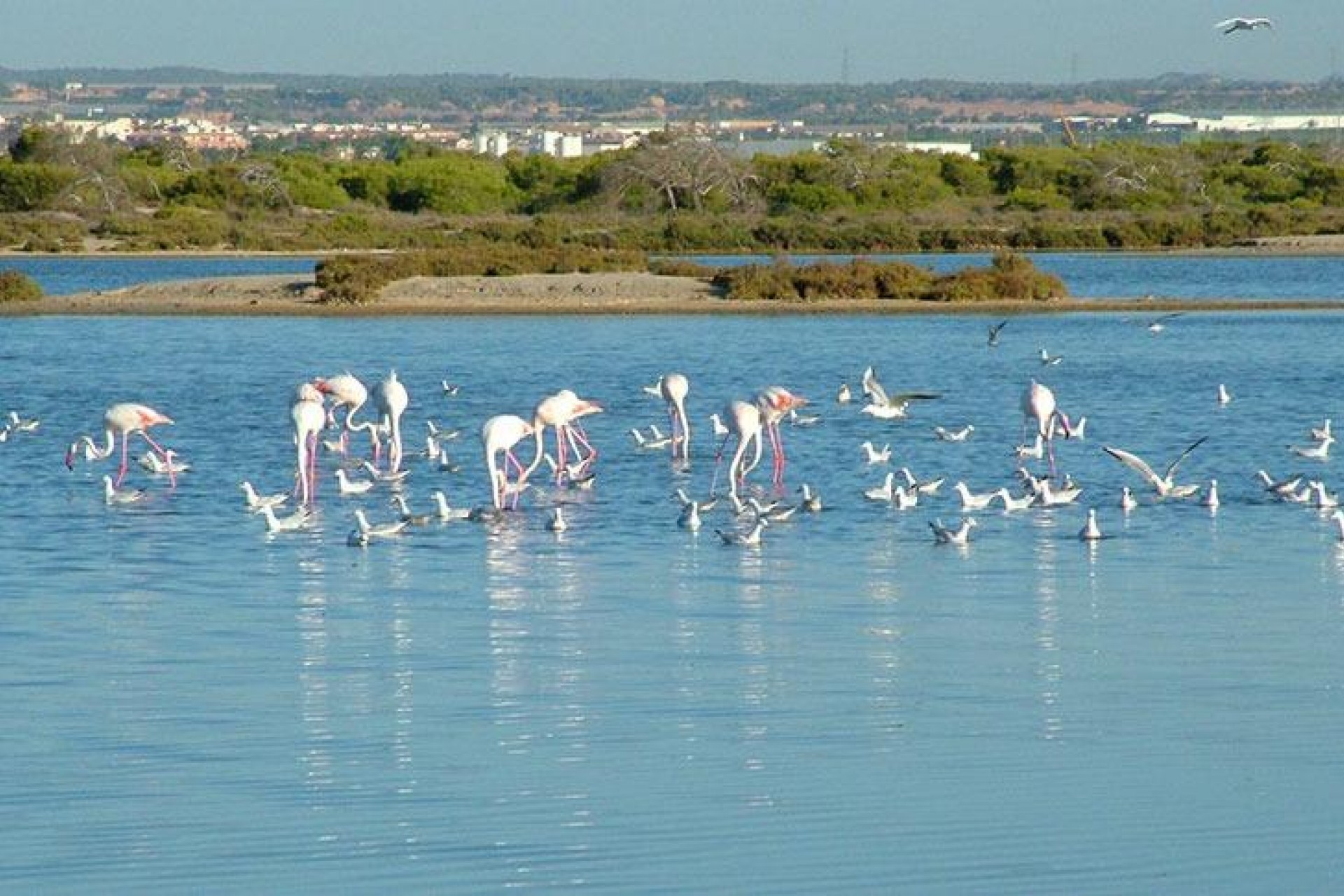 Nybyggnation - Villa -
San Pedro del Pinatar - Pueblo