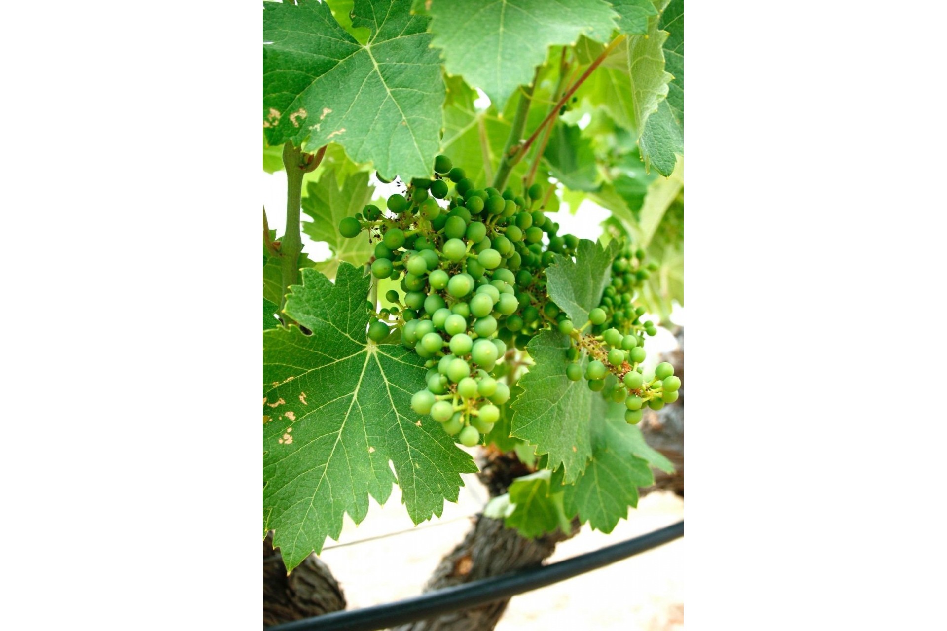 Nybyggnation - Villa -
Yecla