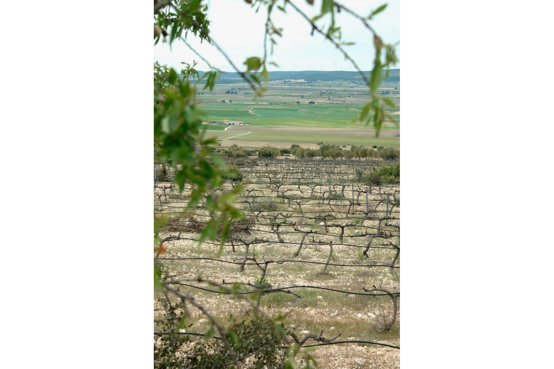 Nybyggnation - Villa -
Yecla