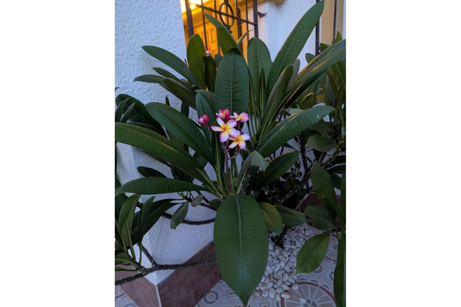 Resale - Town House -
Torrevieja - Carrefour