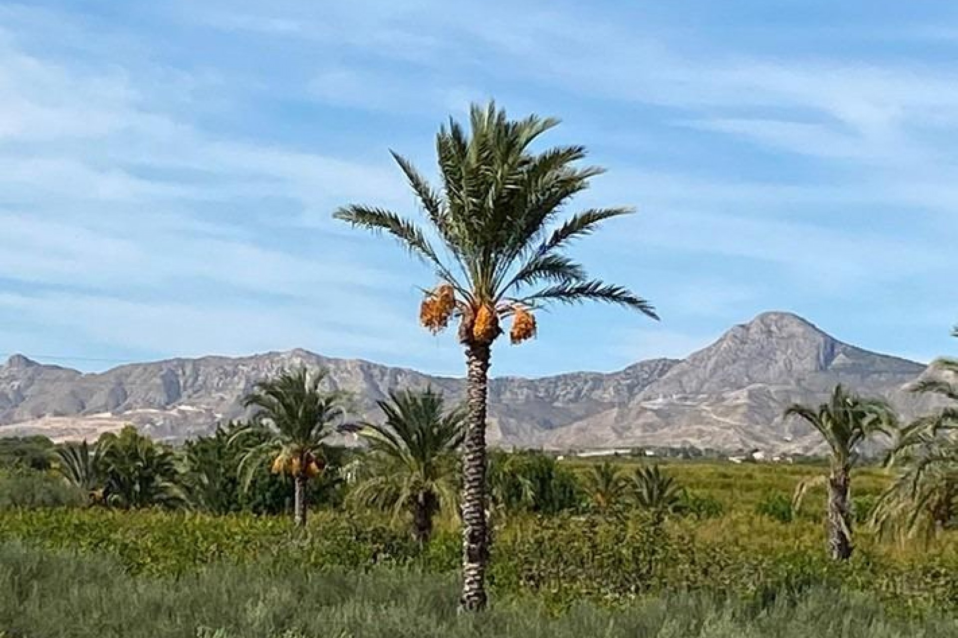 Resale - Villa -
Albatera - Campo De Albatera