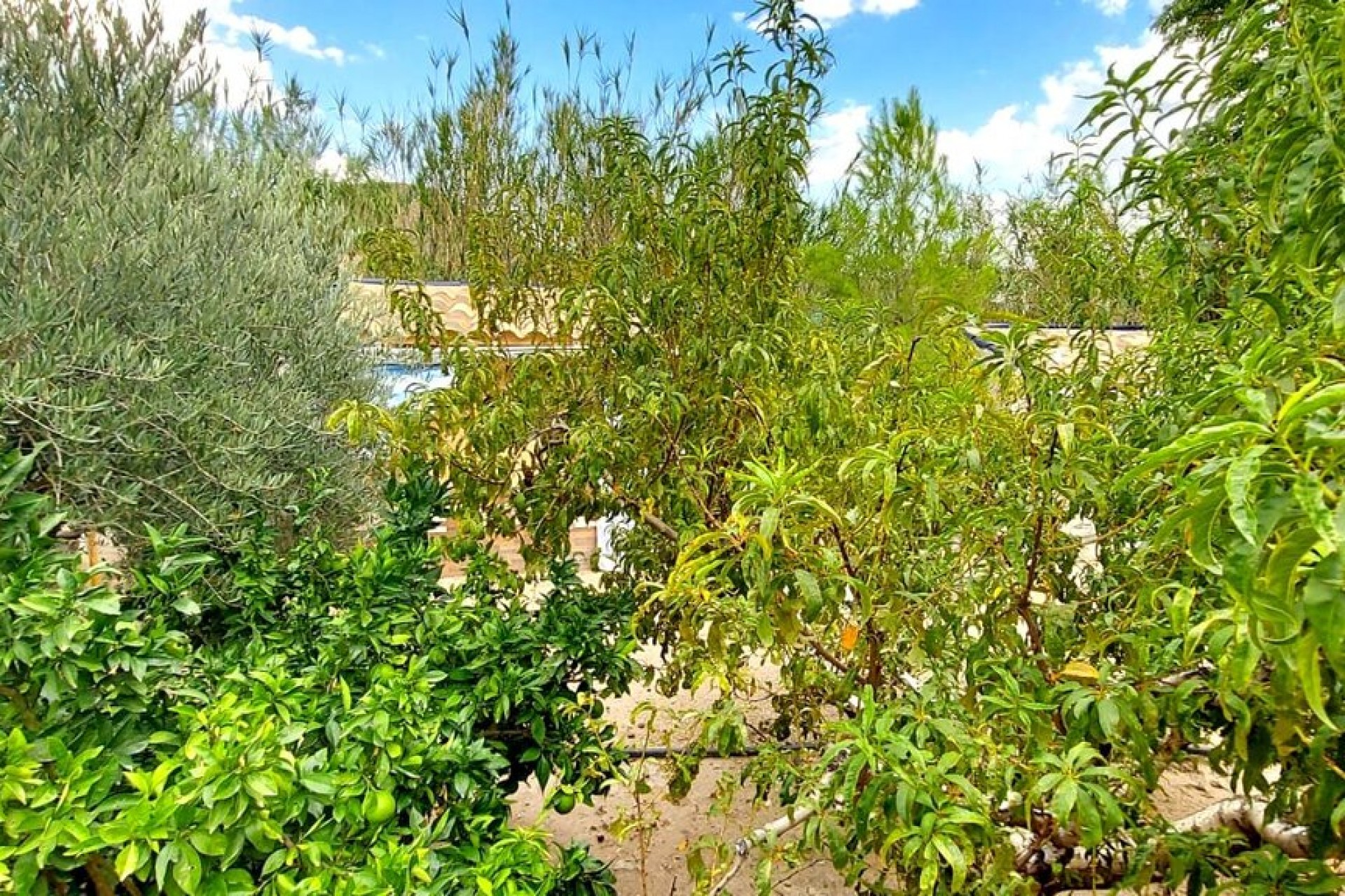 Resale - Villa -
Murcia - Inland