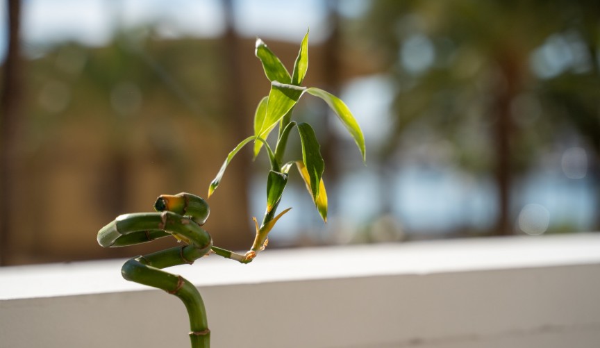 Reventa - Apartment -
Alicante - Costa Blanca