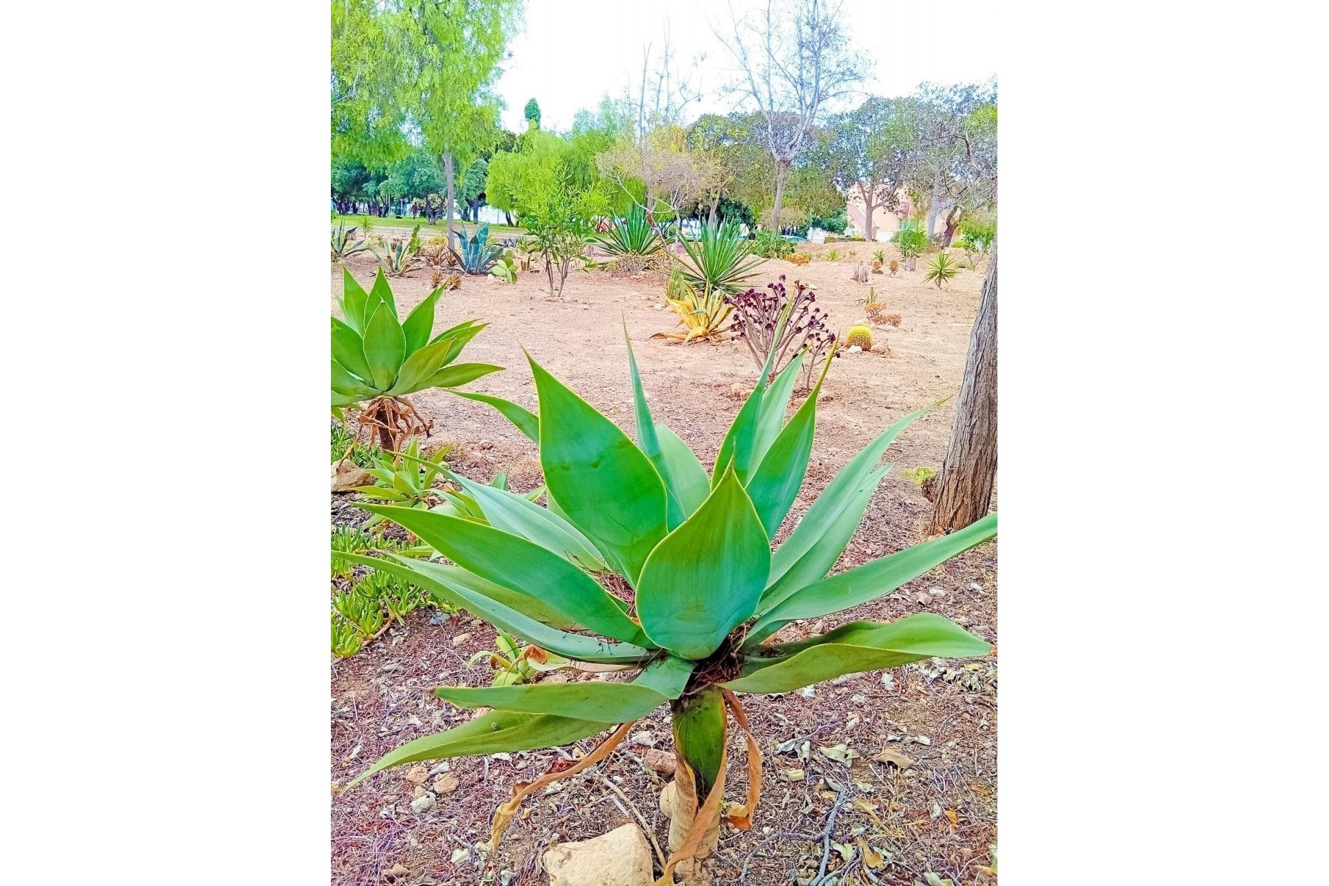 Reventa - Apartment -
Orihuela Costa - La Florida