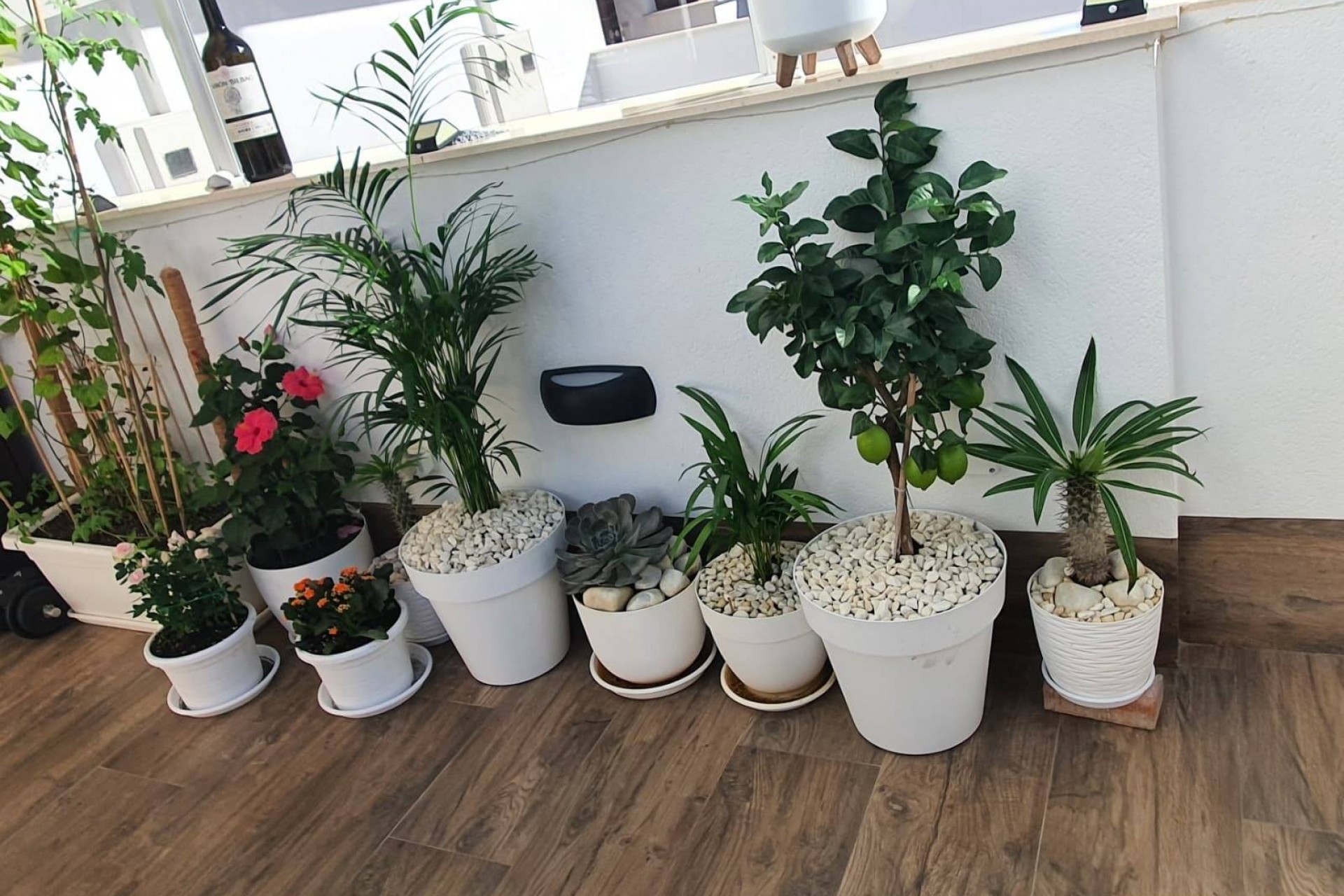 Reventa - Villa -
San Pedro del Pinatar - Centro