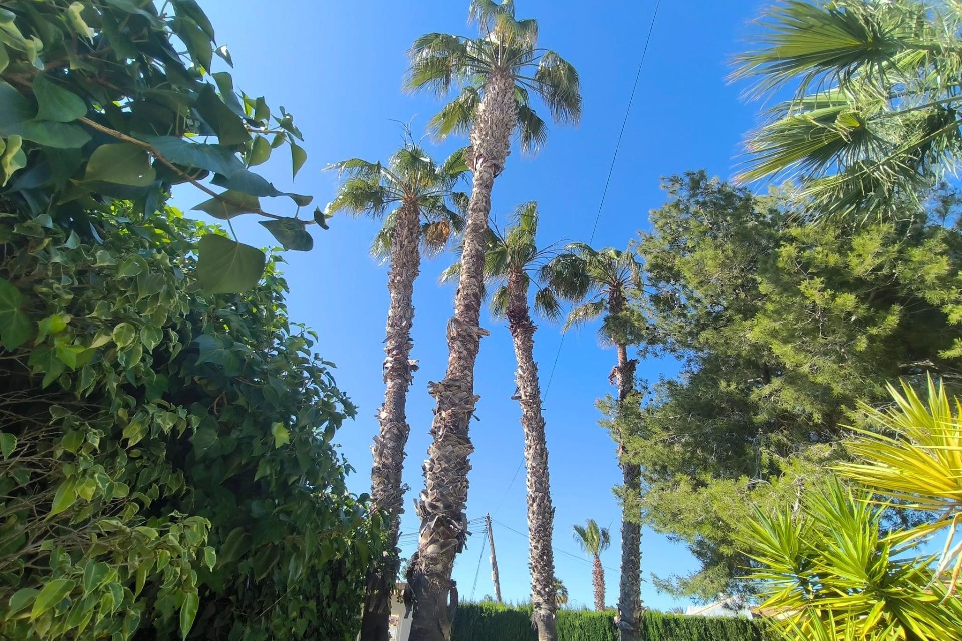 Reventa - Villa -
Torrevieja - La Siesta