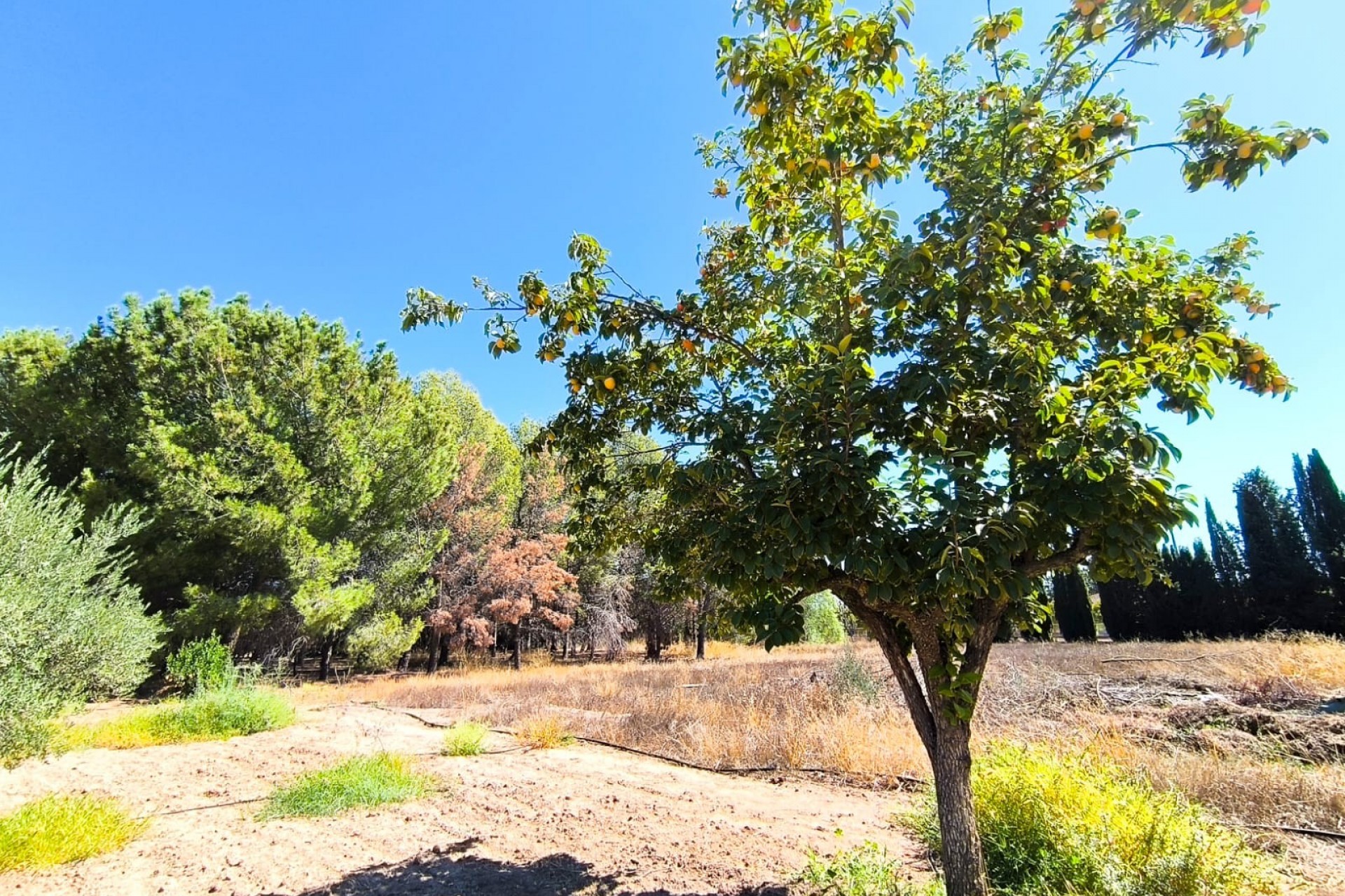 Reventa - Villa -
Yecla - Inland