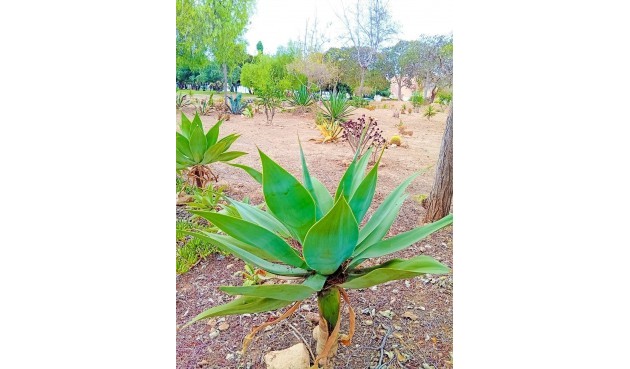 Återförsäljning - Apartment -
Orihuela Costa - La Florida