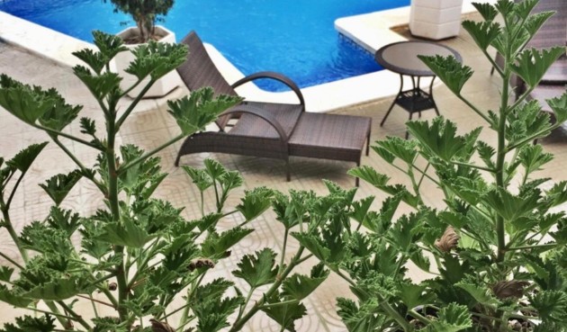 Resale - Villa -
Ciudad Quesada - Ciudad Quesada - Doña Pepa