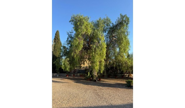 Resale - Villa -
Albatera - Partida Lomas