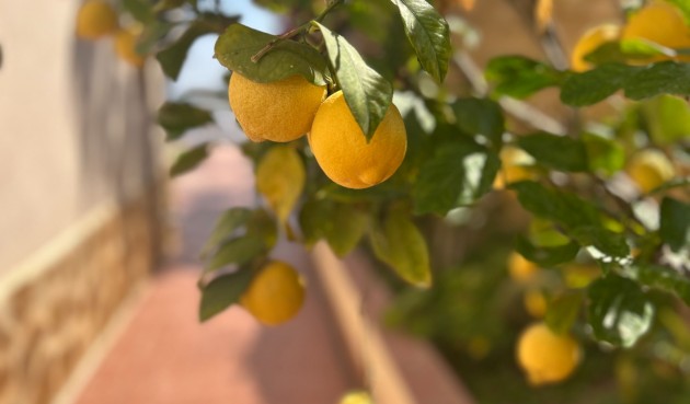 Resale - Villa -
Algorfa - Inland