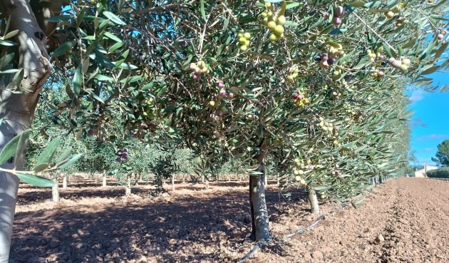 Resale - Villa -
Yecla - Inland