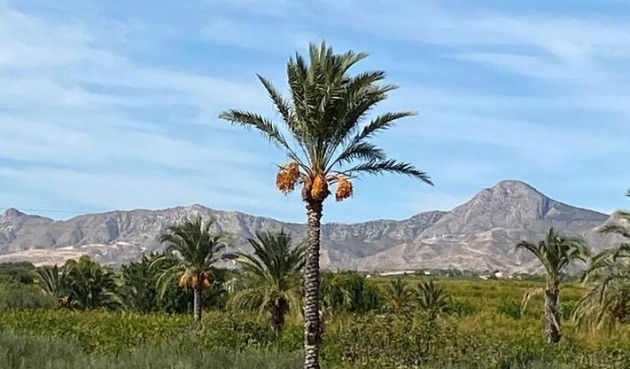 Brukt - Villa -
Albatera - Campo De Albatera