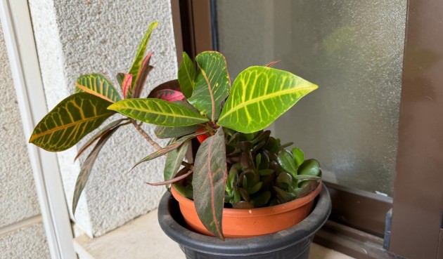 Brukt - Apartment -
Orihuela Costa - Las Ramblas