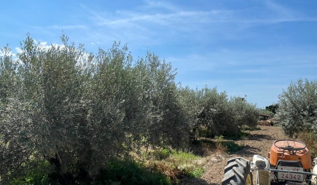 Reventa - Villa -
Crevillent - Inland