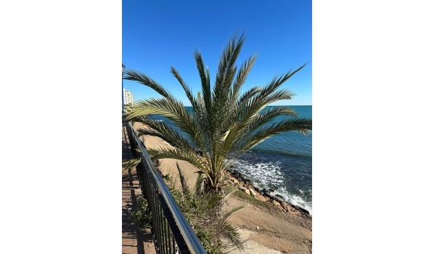 Brukt - Apartment -
Punta Prima - Costa Blanca