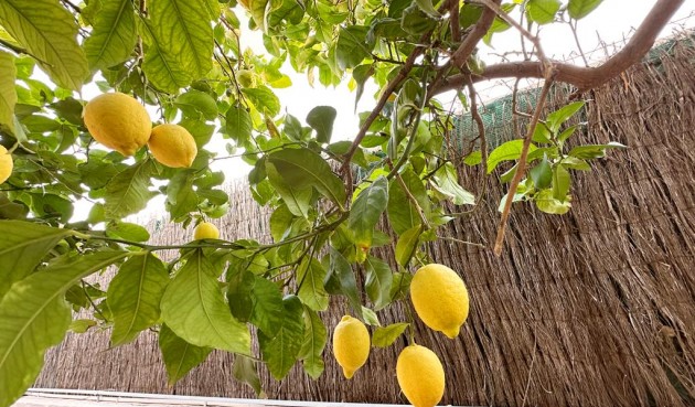 Brukt - Villa -
Lo Santiago - Inland