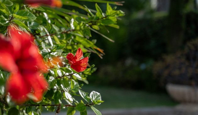 Reventa - Villa -
Alicante - Costa Blanca