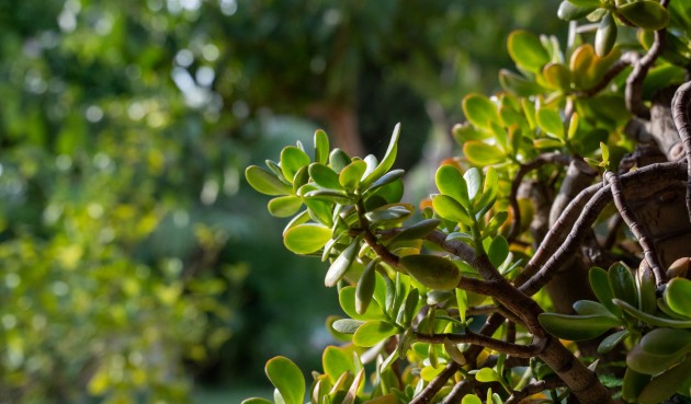 Reventa - Villa -
Alicante - Costa Blanca