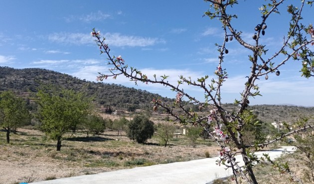 Resale - Villa -
Abanilla