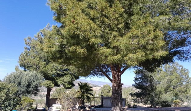 Resale - Villa -
Abanilla