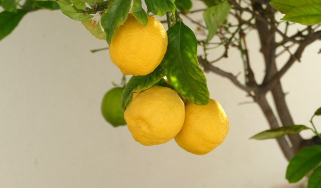 Återförsäljning - Villa -
Benijofar - Costa Blanca