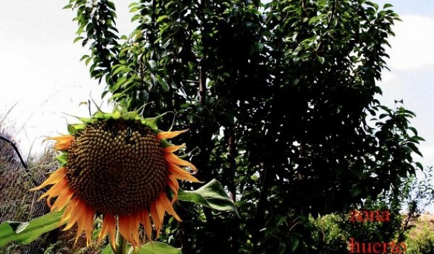 Återförsäljning - Villa -
Murcia - Inland