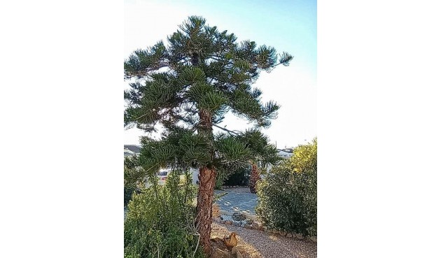 Resale - Villa -
Torrevieja - La Siesta