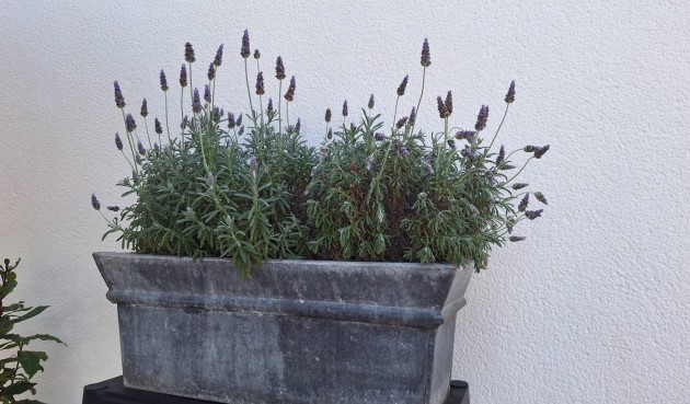 Resale - Villa -
Torrevieja - Los Balcones - Los Altos del Edén