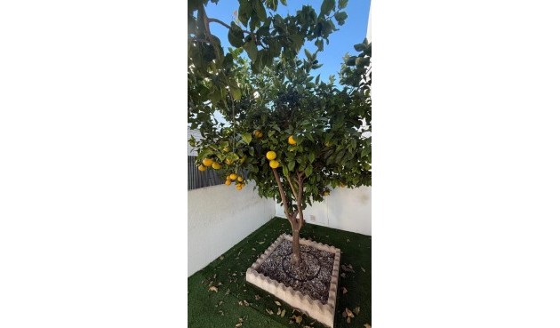 Brukt - Town House -
Torrevieja - aguas nuevas