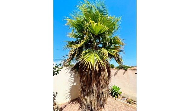 Reventa - Villa -
Torrevieja - Costa Blanca