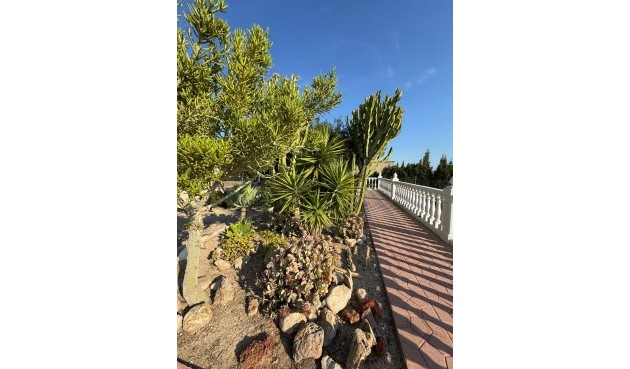 Resale - Villa -
Albatera - Partida Lomas