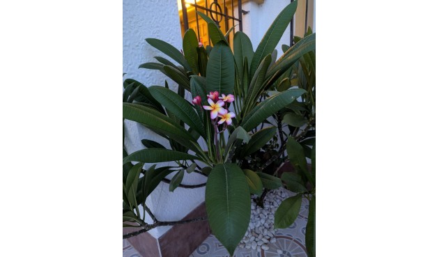 Brukt - Town House -
Torrevieja - Carrefour