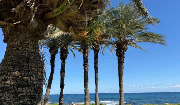 Reventa - Apartment -
Torrevieja - Costa Blanca